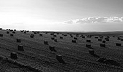 hay field